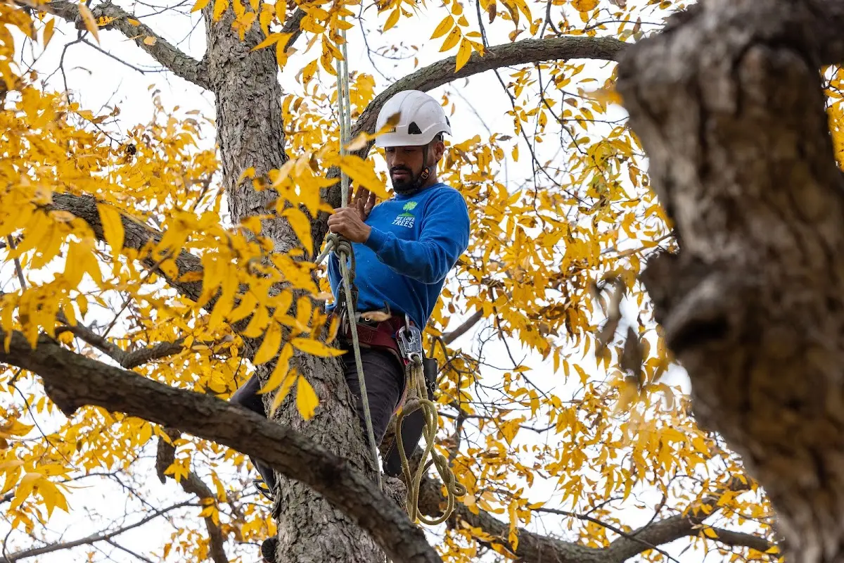 Skilled Tree Planing crew working in Bennington